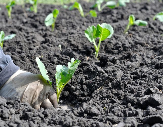 схема посадки капусты слава в открытом грунте схема посадки капусты слава в открытом грунте