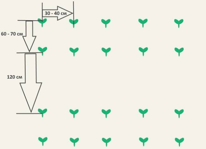 схема посадки кукурузы схема посадки кукурузы