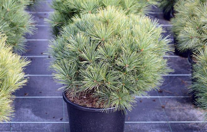 сосна веймутова минима сосна веймутова минима