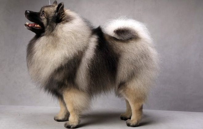 стандарт породы стандарт породы