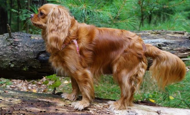 стандарт породы кавалер-кинг-чарльз-спаниель стандарт породы кавалер-кинг-чарльз-спаниель