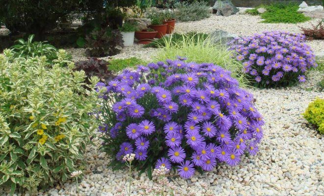 виды астр карликовые виды астр карликовые