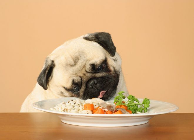 виды эпилепсии у собак виды эпилепсии у собак