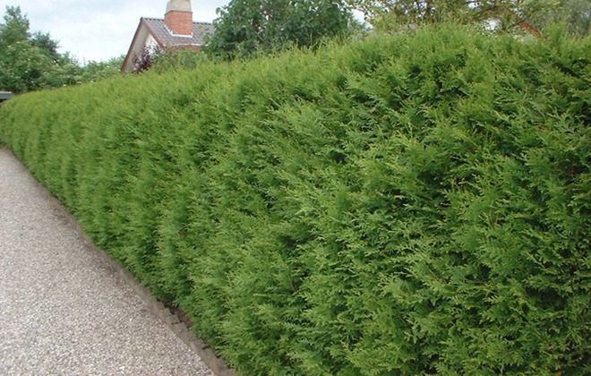 живая изгородь из туи живая изгородь из туи