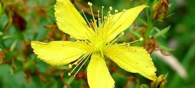 зверобой описание зверобой описание