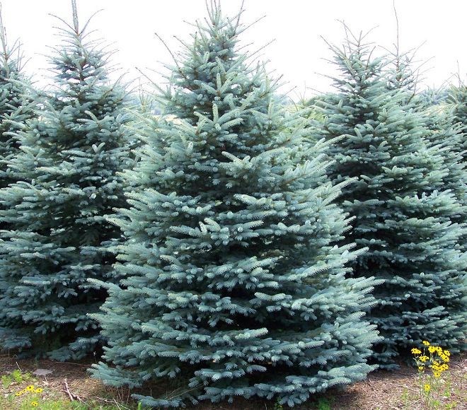 голубая ель голубая ель