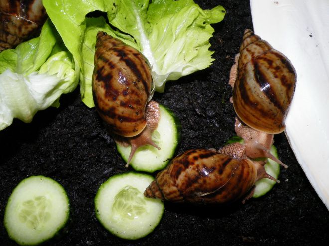 Ахатина пантера Ахатина пантера