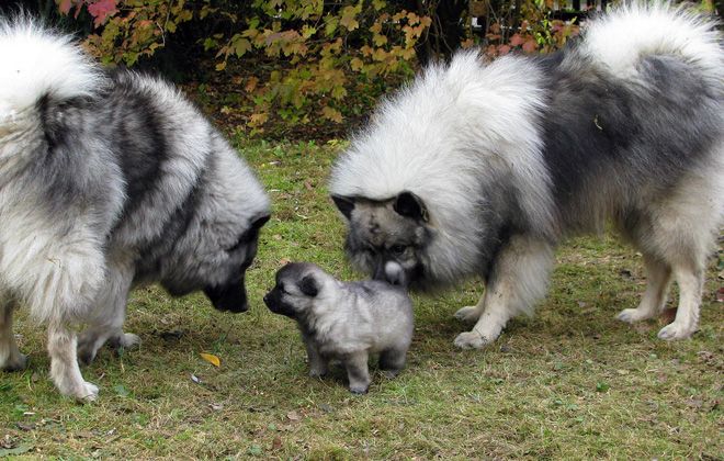 чем кормить кеесхонда чем кормить кеесхонда