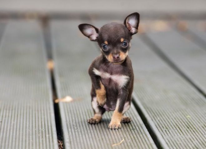 домашняя собака с которой не надо гулять домашняя собака с которой не надо гулять