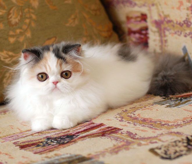 экзотическая длинношерстная кошка экзотическая длинношерстная кошка
