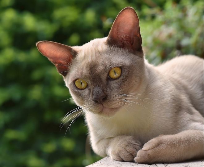 европейская бурма европейская бурма