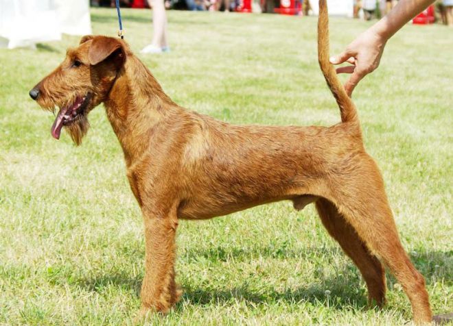 Ирландский гладкошерстный терьер Ирландский гладкошерстный терьер