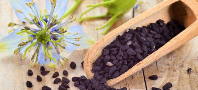 как использовать черный тмин для похудения как использовать черный тмин для похудения