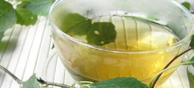 как использовать листья березы в лечебных целях как использовать листья березы в лечебных целях