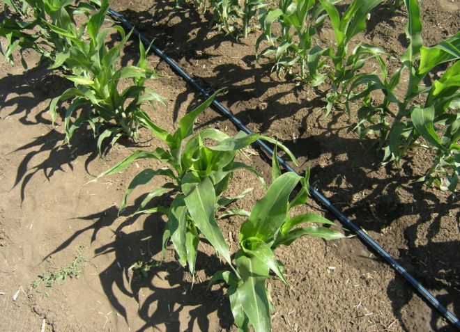 как поливать кукурузу в открытом грунте как поливать кукурузу в открытом грунте