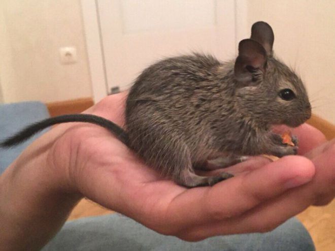 Как приручить дегу Как приручить дегу