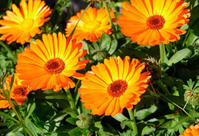 Как ухаживать за календулой Как ухаживать за календулой