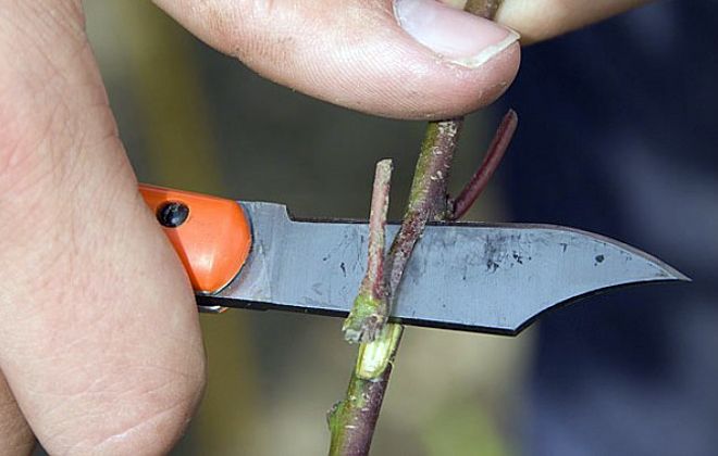 как выбрать привой для-прививки как выбрать привой для-прививки