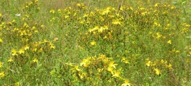 как выглядит зверобой как выглядит зверобой