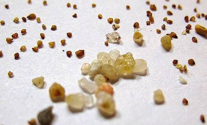 как выглядят семена литопсов как выглядят семена литопсов