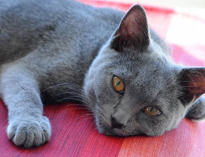 картезианская кошка характер картезианская кошка характер