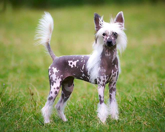 китайская лысая хохлатая китайская лысая хохлатая