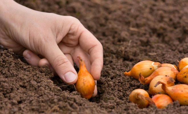 когда сажать лук-севок в открытый грунт когда сажать лук-севок в открытый грунт