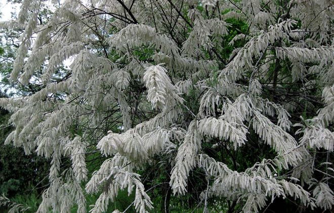 куст тамарикс уход куст тамарикс уход