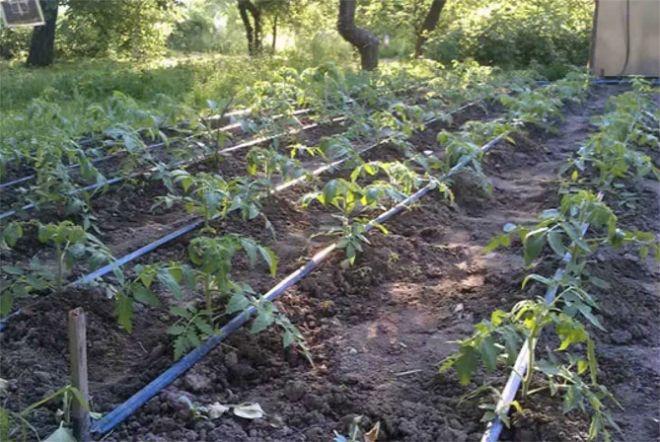 ленточная схема посадки ленточная схема посадки