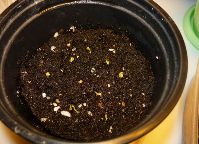 мирт из семян в домашних условиях мирт из семян в домашних условиях