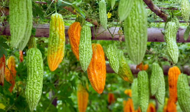 момордика сорта момордика сорта