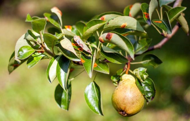 народные средства от ржавчины на груше народные средства от ржавчины на груше