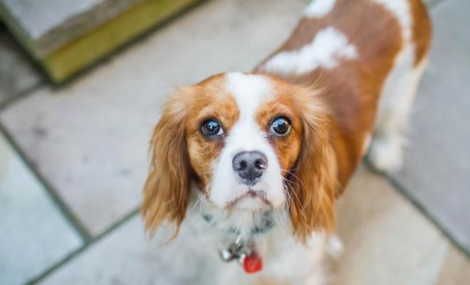 окрасы кавалер-кинг-чарльза-спаниеля блэнхейм окрасы кавалер-кинг-чарльза-спаниеля блэнхейм