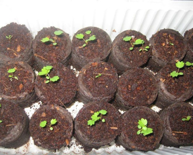 посадка семян клубники в торфяные таблетки посадка семян клубники в торфяные таблетки