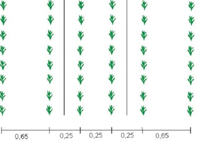 рядовой посев кукурузы рядовой посев кукурузы