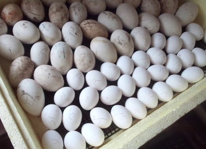 совместная инкубация совместная инкубация