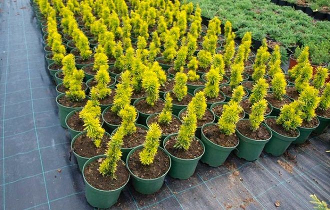 тис ягодный давид тис ягодный давид