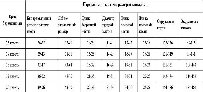 узи 19 недель беременности узи 19 недель беременности