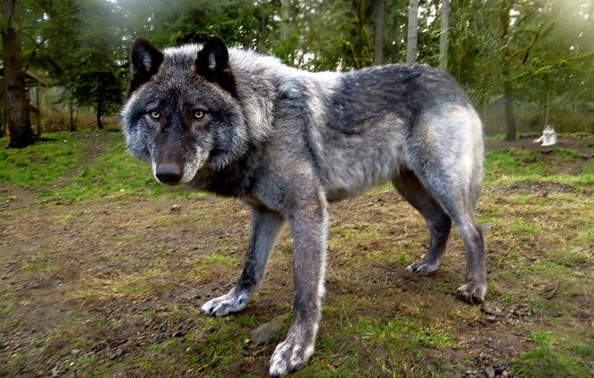 волкособ волкособ