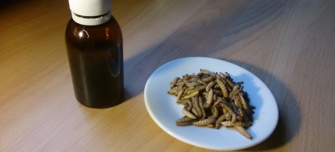 восковая моль рецепты восковая моль рецепты