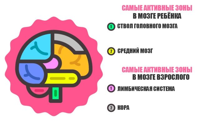 возрастные особенности среднего мозга возрастные особенности среднего мозга