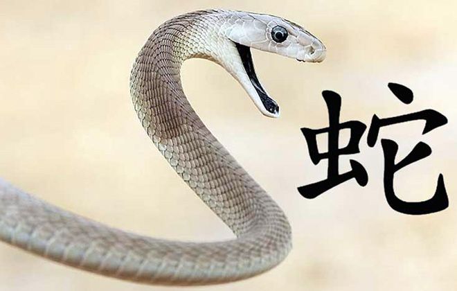 знак змеи знак змеи