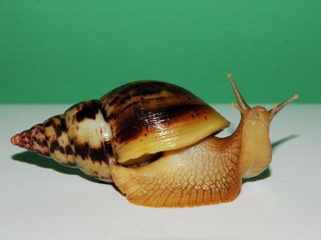 Ахатина альбопикта Ахатина альбопикта