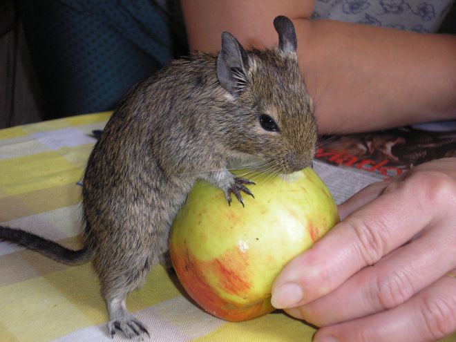 Чем кормить белку дегу Чем кормить белку дегу