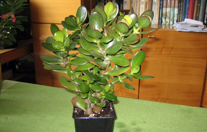 чем подкормить денежное дерево толстянку чем подкормить денежное дерево толстянку