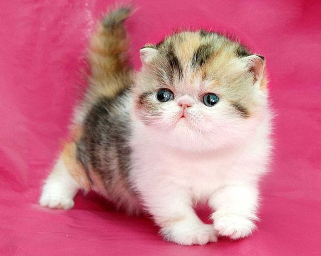 экзотическая кошка чем кормить экзотическая кошка чем кормить