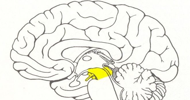где находится средний мозг где находится средний мозг