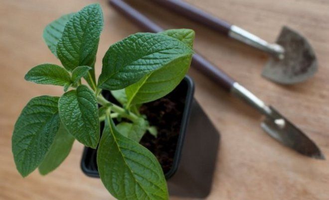 гелиотроп высадка рассады в открытый грунт гелиотроп высадка рассады в открытый грунт