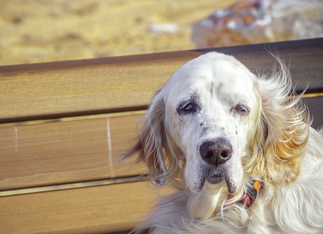 как проявляется эпилепсия у собак как проявляется эпилепсия у собак
