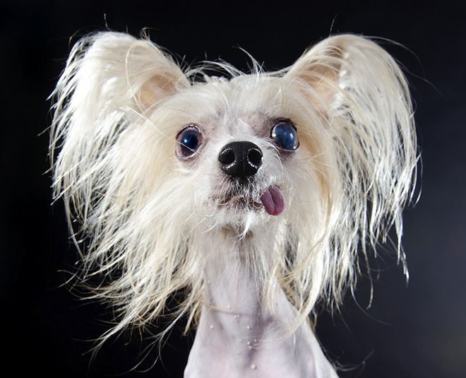 китайская хохлатая собака уход и содержание китайская хохлатая собака уход и содержание